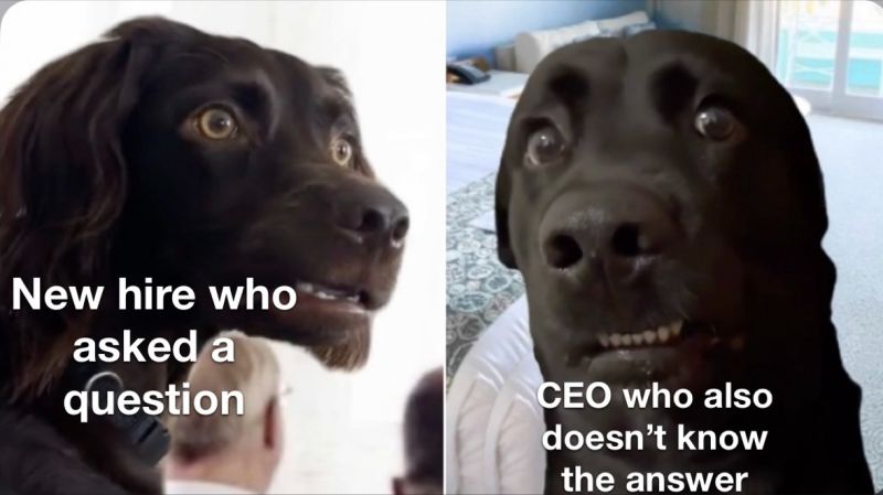 Two confused dogs looking at each other.